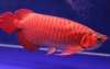 High Quality Super Red Arowana fish and many others for sale