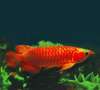 Premium Quality Super Red Arowana Fish and Many others For Sale.