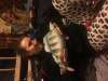 Drop the bass fish