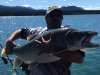 Tagish lake trout fish