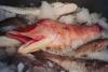 Hog Fish
