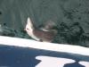 Sand Shark fish