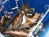More Cape Cod Deep Sea Fishing
