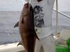 greater or lesser Amberjack? fish