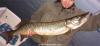 Northern PIKE!!! fish