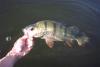 Catch & Release Perch fish