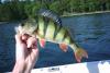 Beatiful perch from Sweden! fish