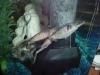 Leon and Michelle mating fish