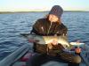 Swedish pike fish