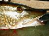 Northern PIke fish
