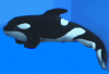 killer_fish