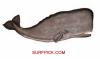 Sperm Whale fish