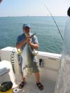 Large jack Crevalle fish