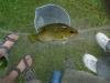 8in Rock Bass fish