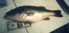 The Big One fish