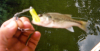 Smallest Bass Ever! fish