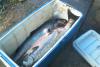Chinook Salmon fish