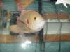 Oscar fish