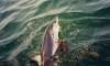 175 Mako fish