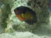 coral beauty fish