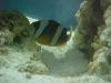 clown fish in anenome