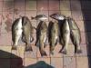 Nice Half Day Trip fish