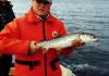 Mystery Trout? fish