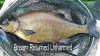 Bronze Bream fish