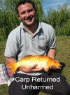 Hayfields Carp fish