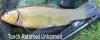 Tench fish