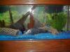 from my aquarium fish