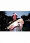 Black Bass fish