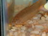 Neptune (dojo loach) fish