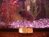 Andoram, my Oscar fish