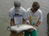 Murray Cod fish