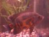Oscar Meyer fish