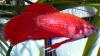 betta splendens male fish