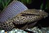 pterygoplichthys gibbiceps fish