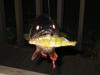 Underwater Pickerel Bites Bait fish