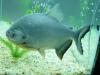 gentle pacu fish