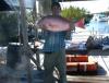 masive mutton fish